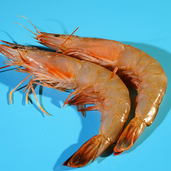 Sea Shrimp In Bohai Bay