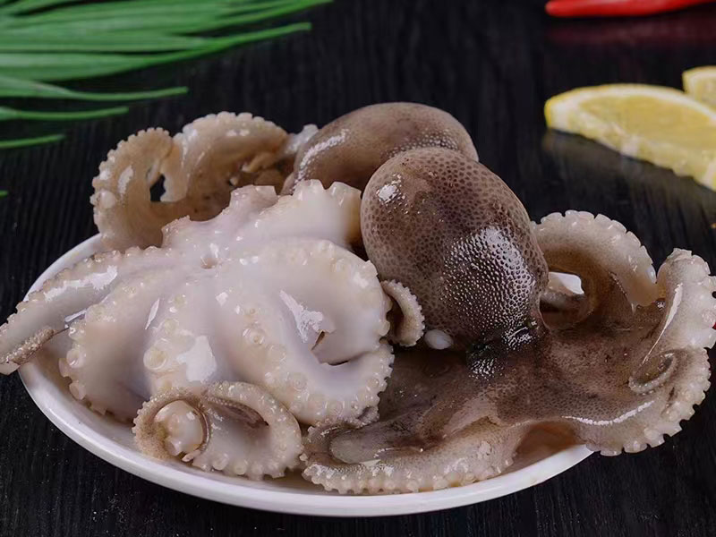 Frozen Octopus