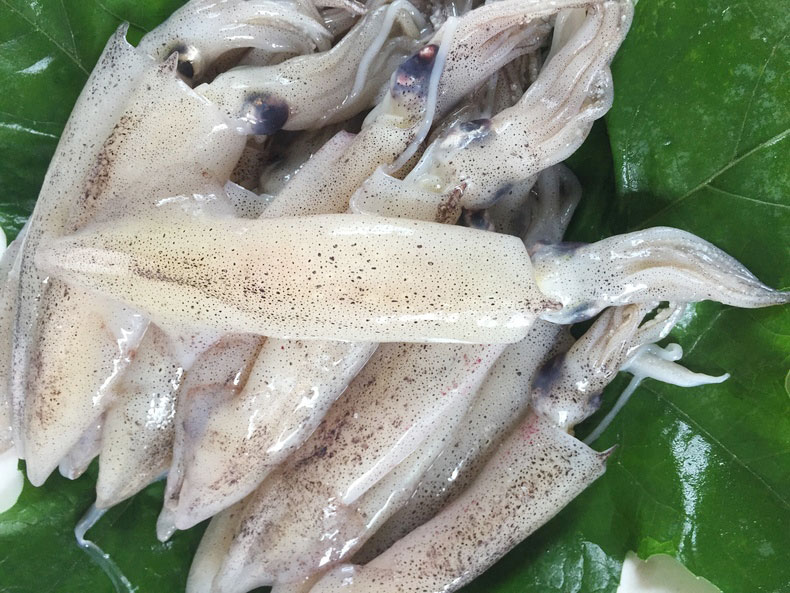 Cuttlefish