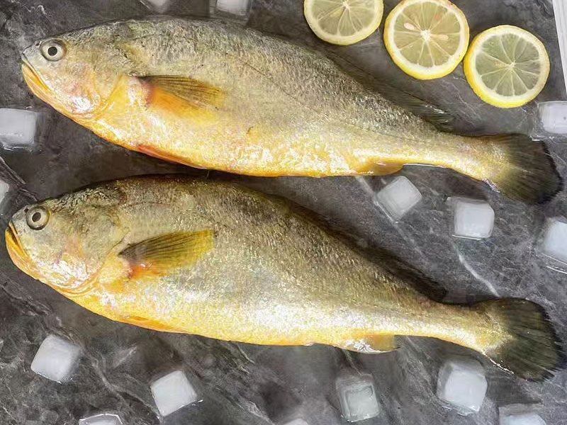 Large Yellow Croaker