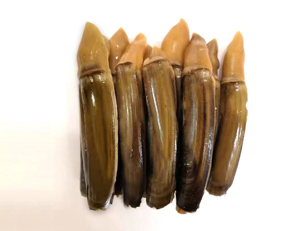 Razor Clam