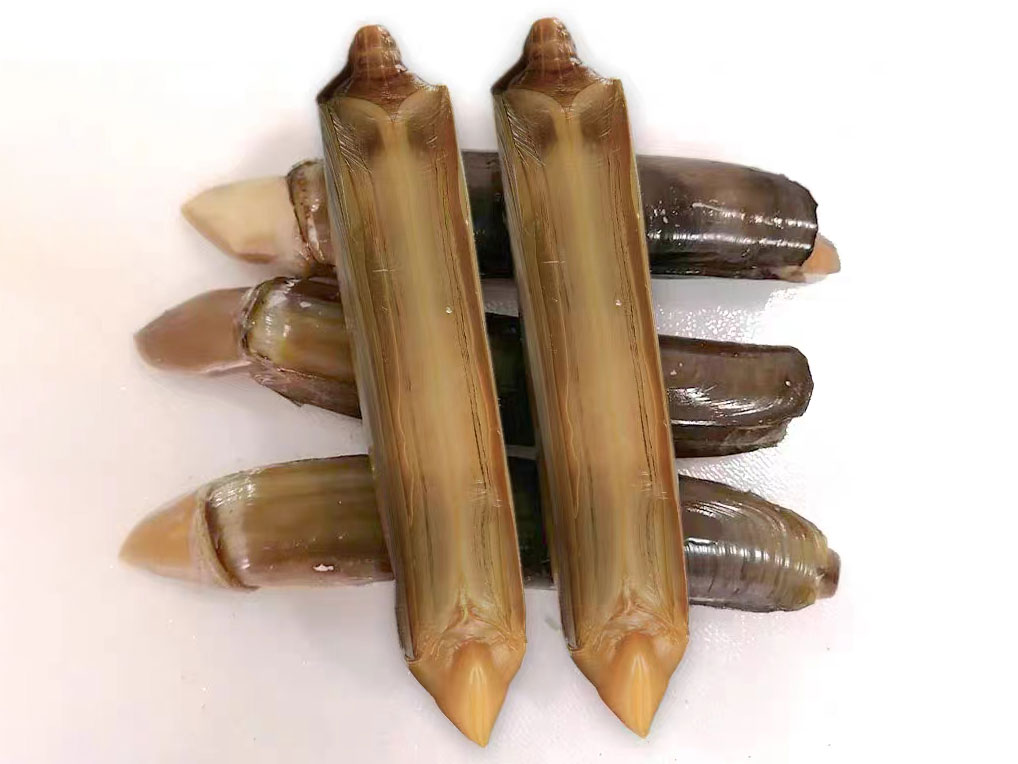 Razor Clam